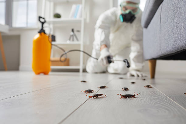 Post-Treatment Bed Bug Interceptor Monitoring in Mexico Beach